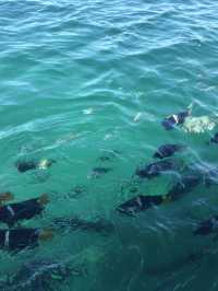 Mexico | Swim with Dolphin and enjoy the sea view