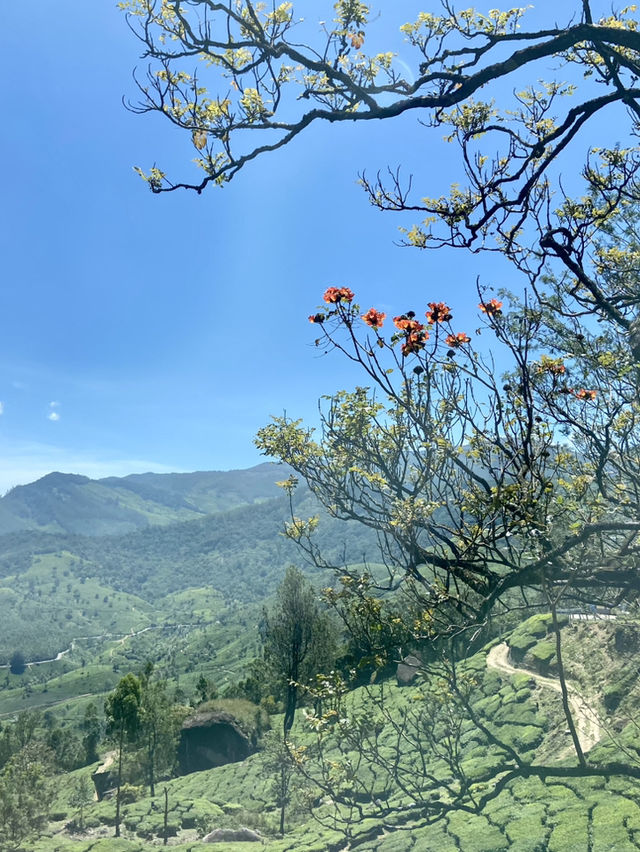 Birdwatching Around Lakkon Falls