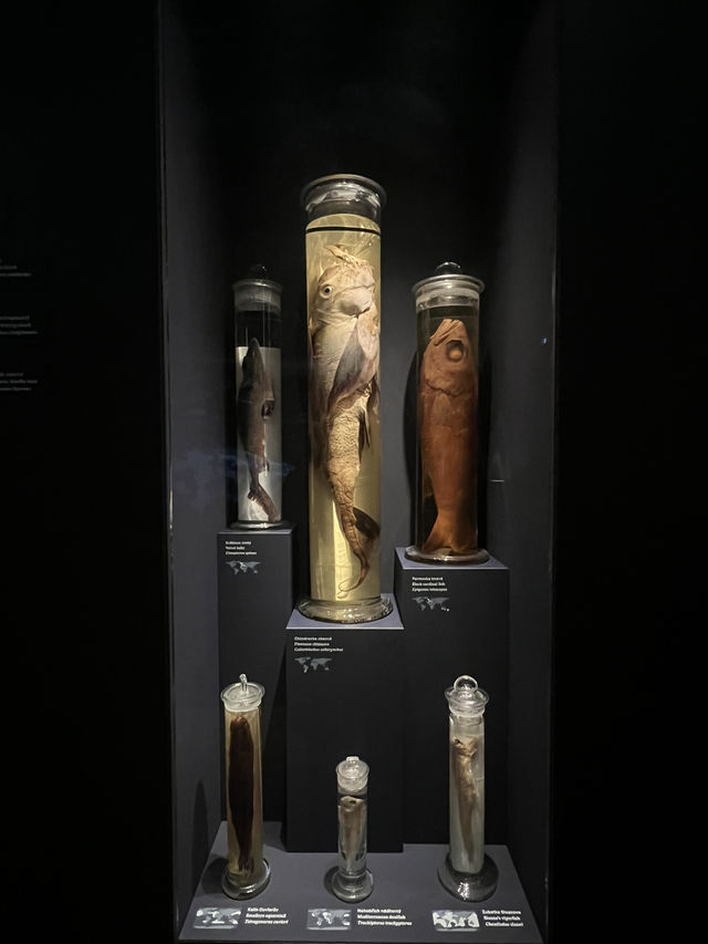 🇨🇿布拉格國家博物館 （Národní muzeum）