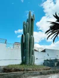 Parque del Drago: Tenerife’s Living Legend