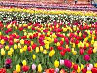 A Lovely Spring Day at Tulley's Tulip Farm, Hatton