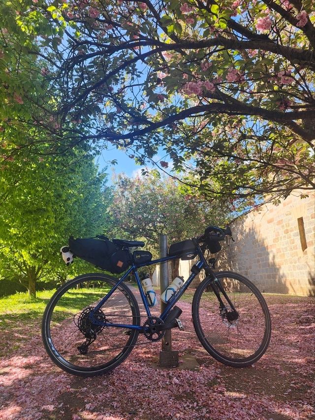 Beautiful blossom in Knaresborough
