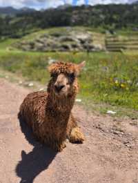 해외여행 페루 쿠스코를 여행 할 때 필수코스인 Saqsaywaman