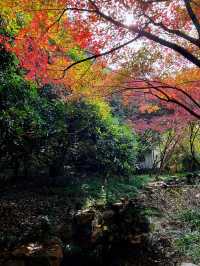 🍁 Red Leaves & Romance in Longjing Village, Hangzhou 🍂