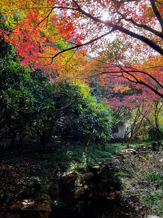 🍁 Red Leaves & Romance in Longjing Village, Hangzhou 🍂