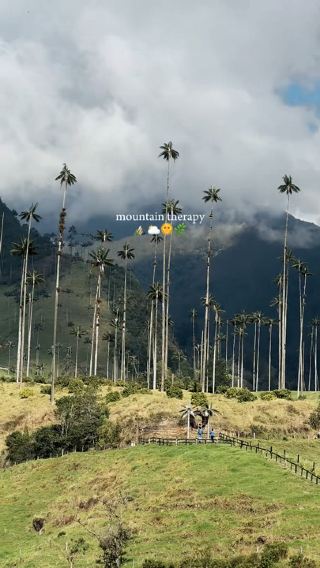 Cocora Valley: Home of the World’s Tallest Palm Trees