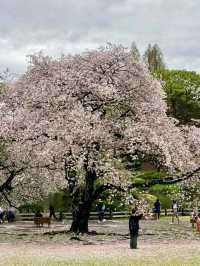 Top Tokyo Spots to Explore 🌸🏙️
