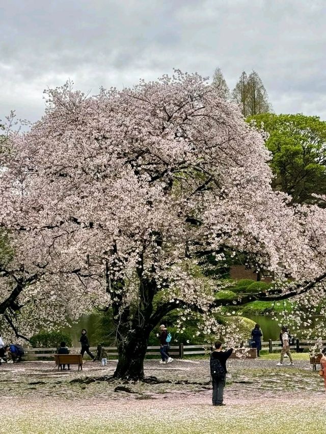 Top Tokyo Spots to Explore 🌸🏙️