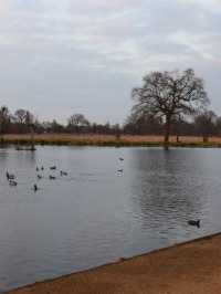 A Peaceful Day Trip to Richmond Park: London’s Countryside Escape 🌳