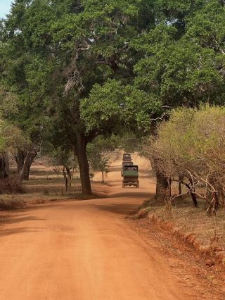 亞拉的野生奇觀：斯里蘭卡野生動物園探險之旅🇱🇰