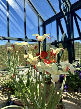 ฤดูใบไม้ร่วงที่สวน RHS Garden Wisley คือการเฉลิมฉลองสีสันและพื้นผิวที่หลากหลาย 🍂🌸🌿