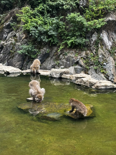 Lush Summer at Jigokudani Monkey Park: A Forest Stroll to Meet