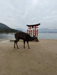 Solo Trip: 15 Winter Days in Japan - from Tokyo to Nagasaki 🇯🇵❄️