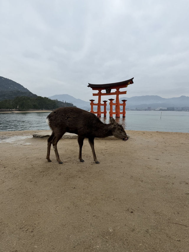 Solo Trip: 15 Winter Days in Japan - from Tokyo to Nagasaki 🇯🇵❄️