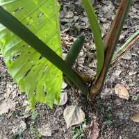 Tropical Botanical Gardens - paradise ！