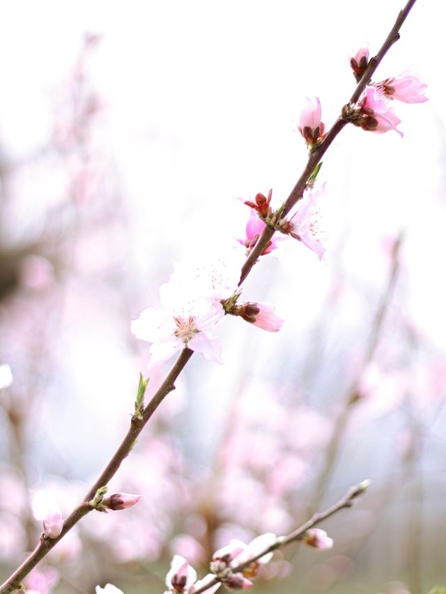 Don’t miss the awesome Cherry blossom🌸