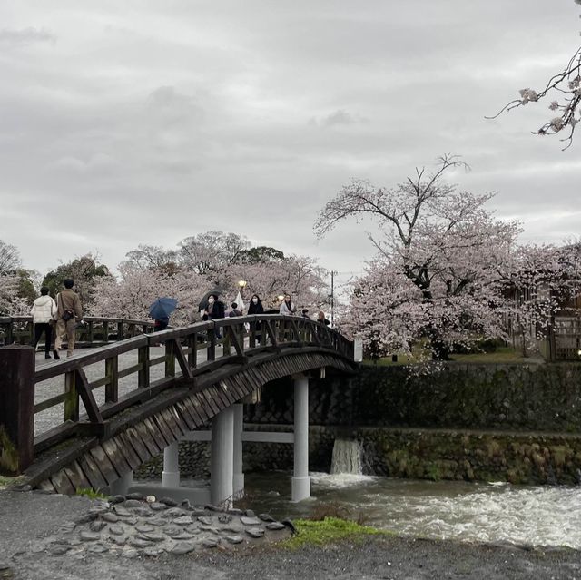 在京都🇯🇵嵐山坐小火車看雨櫻是什麼感覺？
