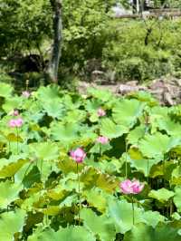 ハスの花が美しい蘇州の世界文化遺産「拙政園」