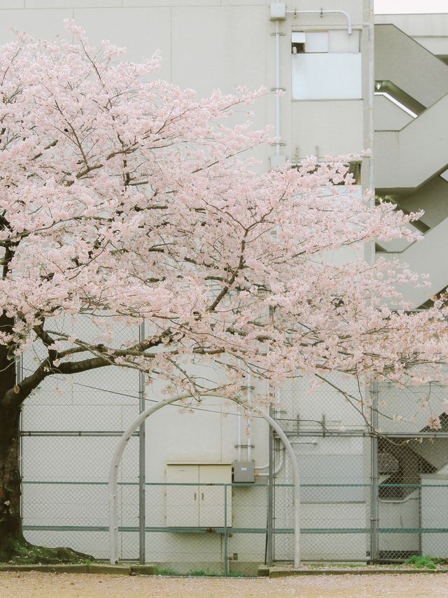 The ordinary street view looks better with flowers.