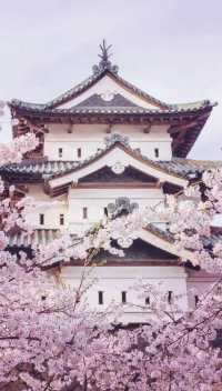 March, go to Japan to enjoy cherry blossoms.
