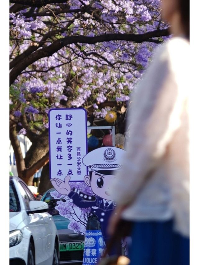 Xichang blue jacaranda, a dreamy purple sea of flowers in the hustle and bustle of the world.