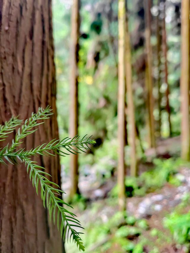 武隆天生三橋打卡拍照點位