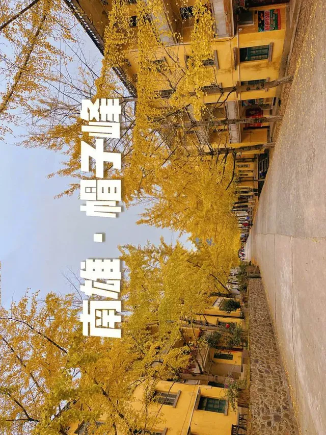 南雄帽子峰銀杏樹森林公園是銀杏觀賞打卡地