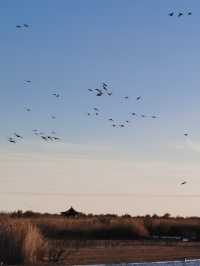 黃河口觀鳥之旅