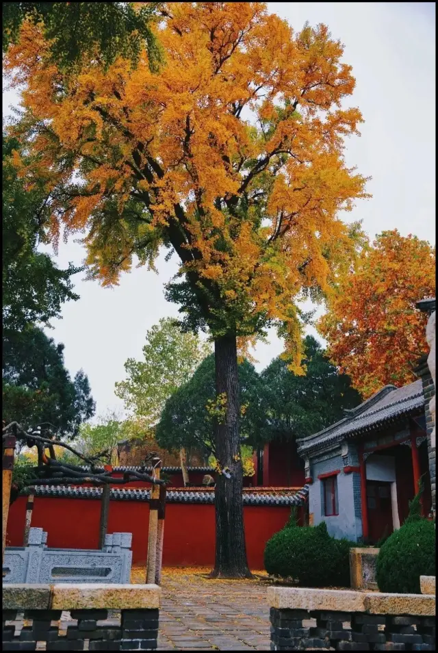 泰山遊記指南｜探秘普照寺，感受古剎之美