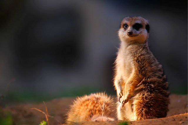 南京紅山森林動物園，秋色怡人