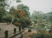 世界最大的藥用植物園!原來就在廣西!