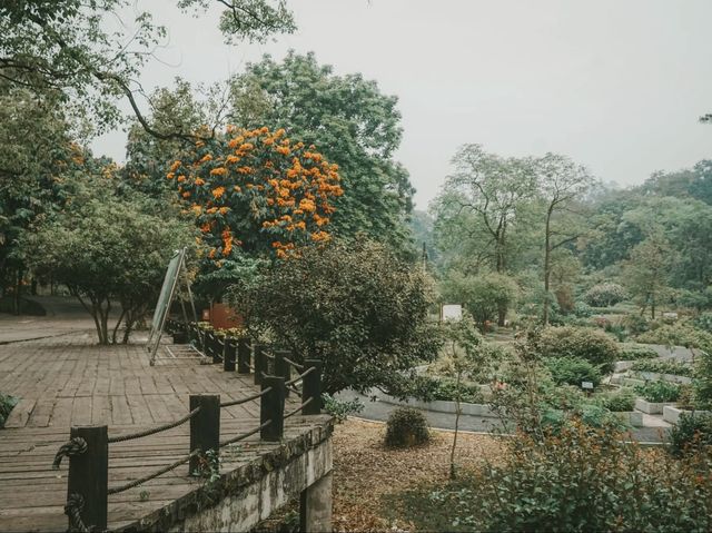 世界最大的藥用植物園!原來就在廣西!