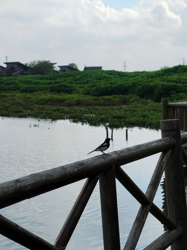 紅樹灣濕地公園｜海口火烈鳥天堂