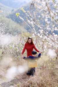 從化雞枕山的梅花盛花期快結束啦