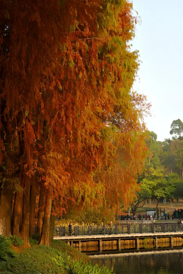 Bald Cypress - A touch of caramel color in winter!