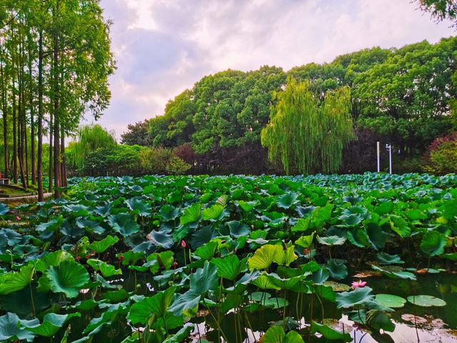 風景如畫喧囂中取靜的公園