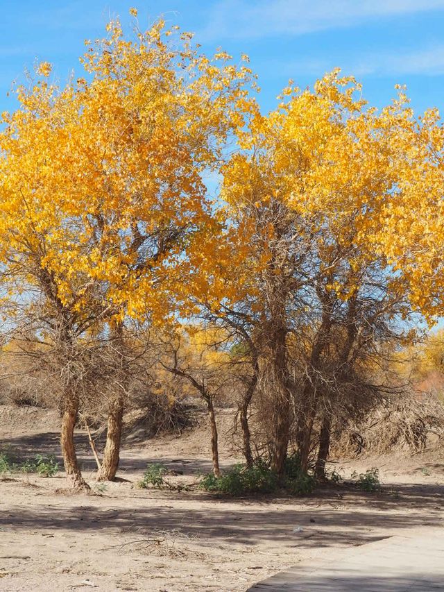 額濟納胡楊｜驚艷了整個秋天的大漠金黃