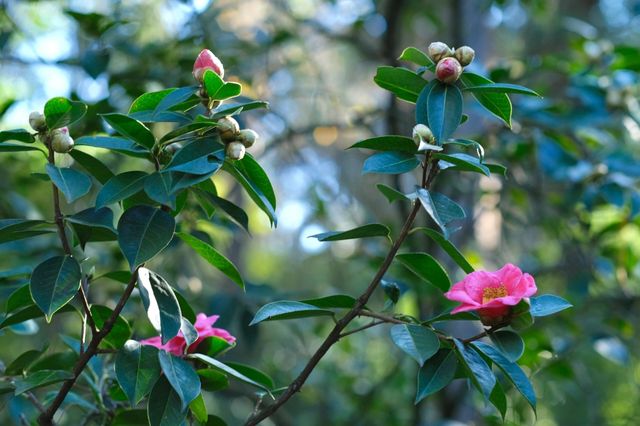 山茶是茶花女的山茶，也是可可香奈儿的山茶