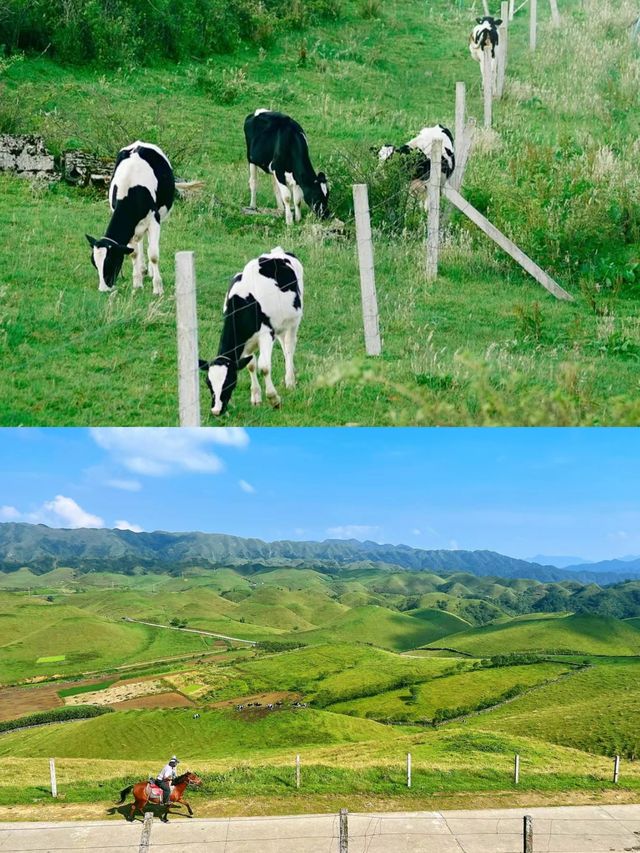 中國第一牧場:湖南的“呼倫貝爾”——南山大草原