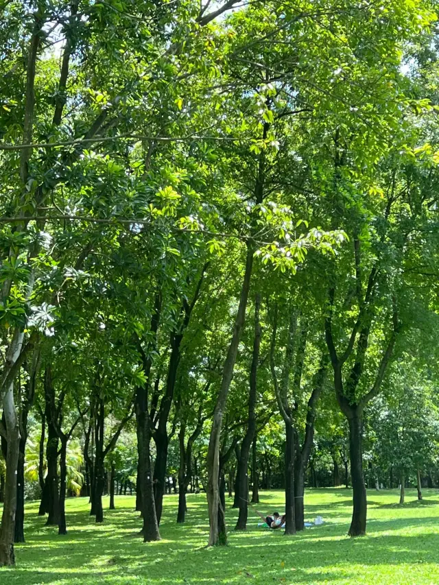 救命!午後的荔香公園太美了吧