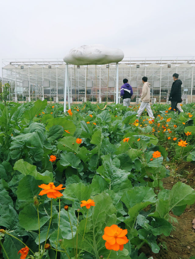 廣東新年出遊丨盈香絕美花海遊玩