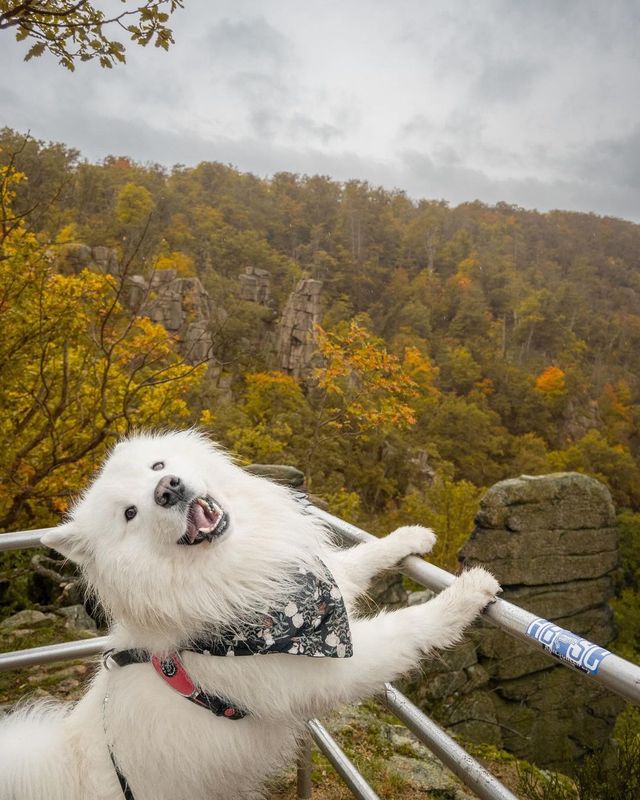 Selfie time 🤳😁 Capturing the beauty of our autumn day trip to the breathtaking Harz mountains