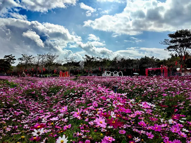 There is a field of Gesang flowers in Haizhu Lake that can be framed with the Canton Tower