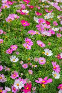 來看廣州版「芳草鮮美 落英繽紛」