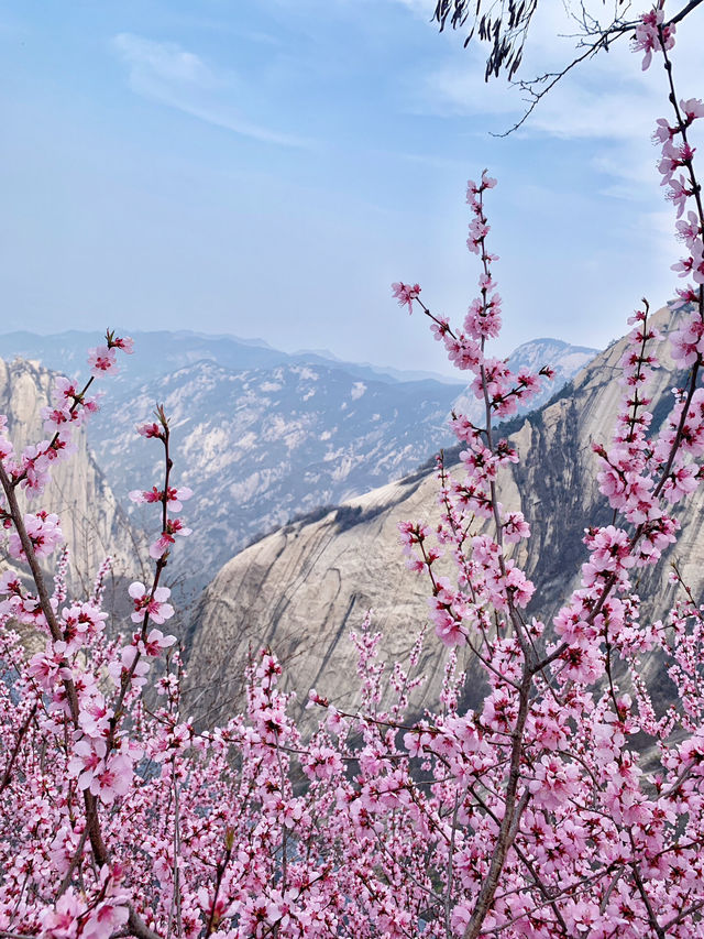 接下來迎接的是3月的春日華山  ｜登頂賞花