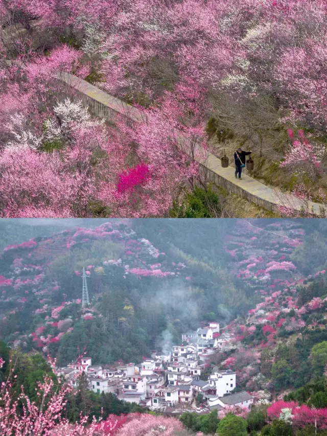 A hidden plum blossom viewing spot in southern Anhui, a sea of flowers blooms during the Spring Festival!