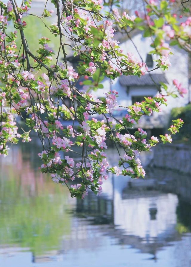 3月來南京，別錯過莫愁湖公園的海棠