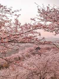 找到了🌸現實版東方青蒼的七情樹開花了