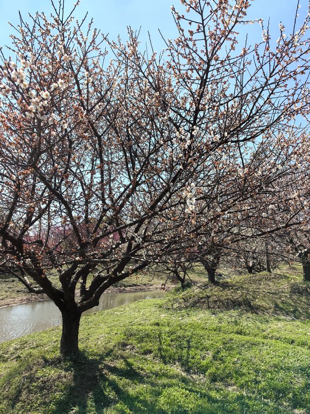 周末郊遊-花開海上生態園