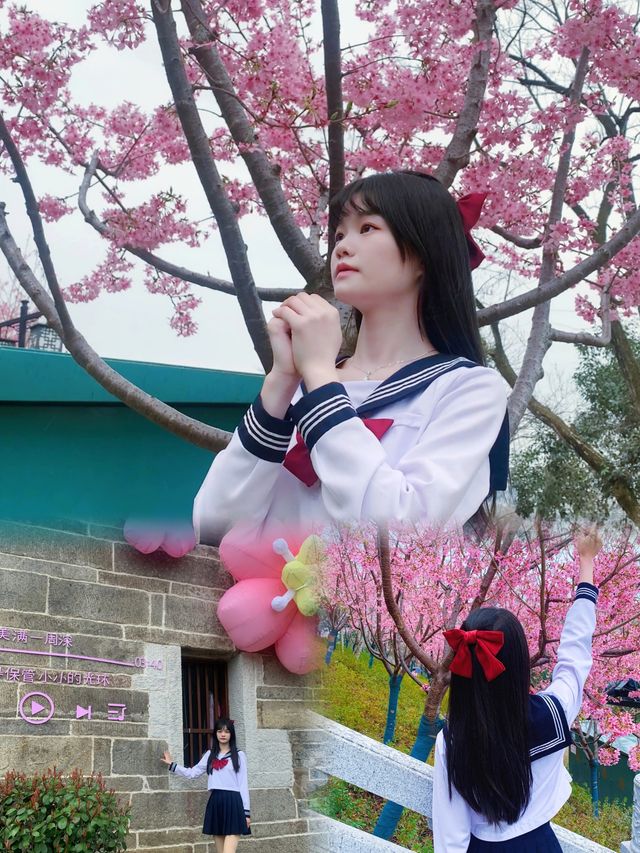 你好，龜山櫻花免費看櫻花真香！